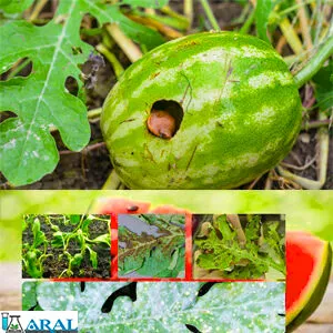 سفیدک پودری هندوانه