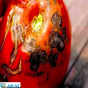 درمان لکه موجی گوجه فرنگی (بلایت زودرس گوجه فرنگی)