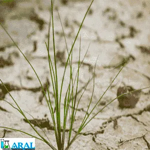 عوامل موثر بر افزایش نمک خاک
