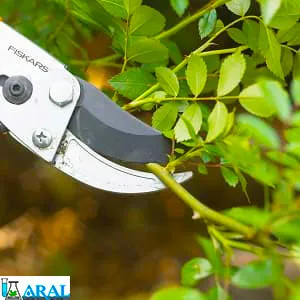 روش قلمه زدن گیاهان
