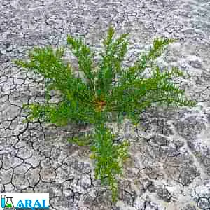 اصلاح خاک شور و خاک قلیایی