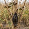 what is fima disease