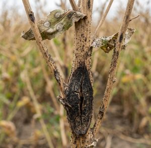what is fima disease