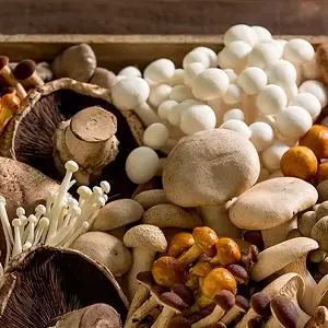 آموزش پرورش قارچ در انواع مختلف
