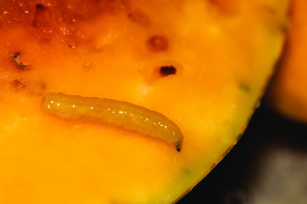 لارو مگس مدیترانه ای