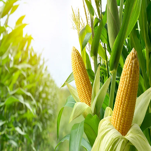 کاشت ذرت دانه ای