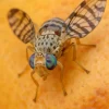 مگس مدیترانه ای مرکبات