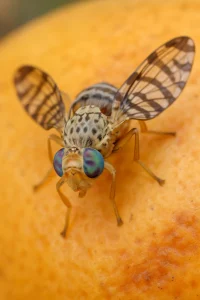 مگس مدیترانه ای مرکبات