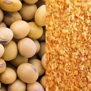 فرآوری و تولید سویا برای تولید کنجاله سویا