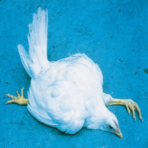 بیماری مارک طیور