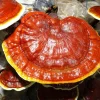 قارچ گانودرما