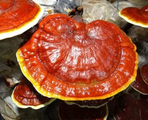 قارچ گانودرما