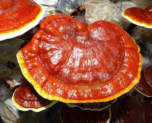 قارچ گانودرما