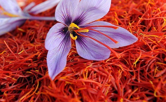کشت سودآور زعفران