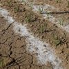 اصلاح بستر بذر جهت افزایش مقاوت در برابر شوری خاک