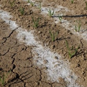 اصلاح بستر بذر جهت افزایش مقاوت در برابر شوری خاک
