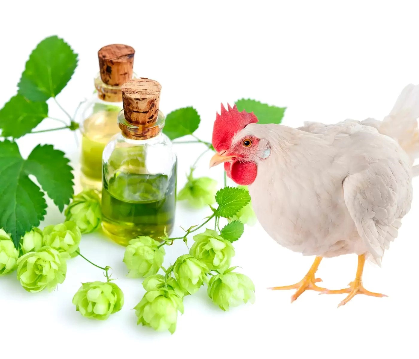 کاربرد گیاهان دارویی در تغذیه طیور