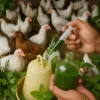 کاربرد گیاهان دارویی در پرورش طیور