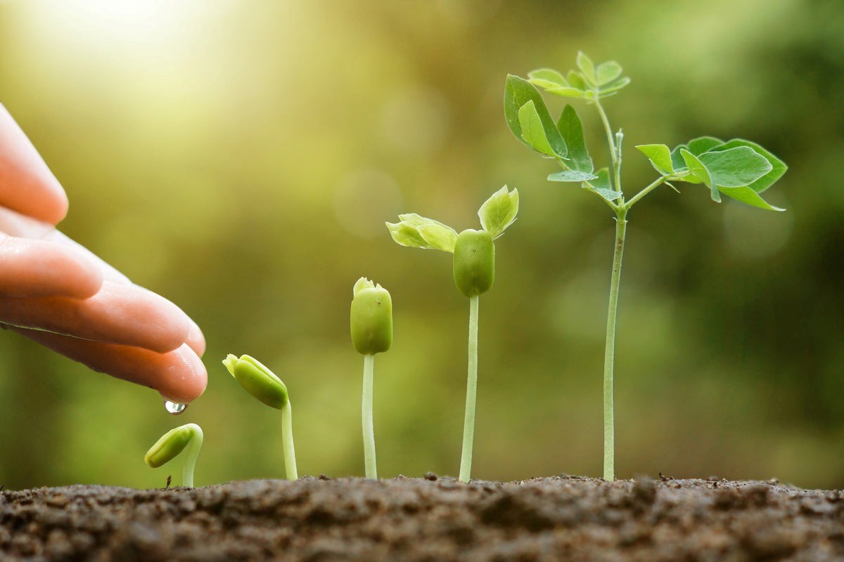 تیمار بذر برای مقاومت به شوری خاک