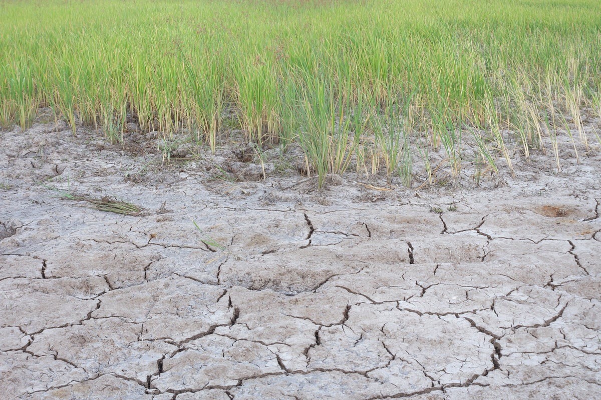 - اصلاح بذر و نهال‌های مقاوم به خشکی و شوری