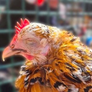 بیماری مایکوپلاسما طیور