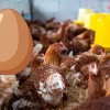 تنظیم جیره غذایی طیور و مرغ تخمگذار