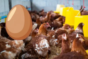 تنظیم جیره غذایی طیور و مرغ تخمگذار
