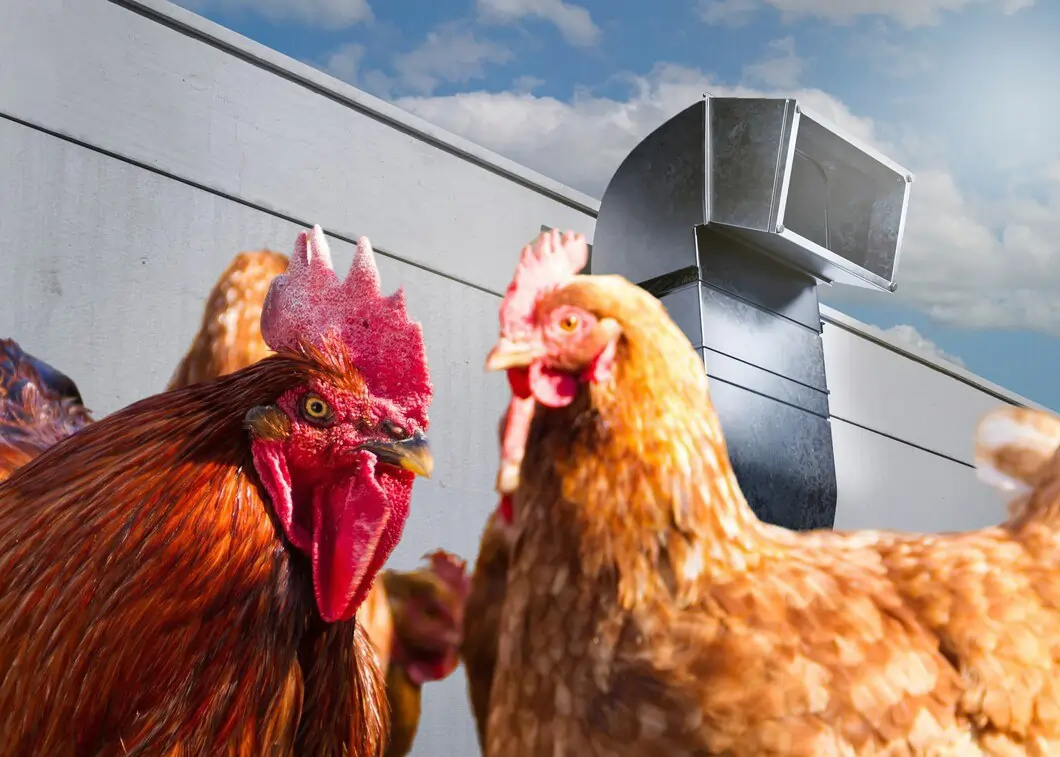 سیستم هوادهی و تهویه مرغداری و کاهش بوی آمونیاک در مرغداری