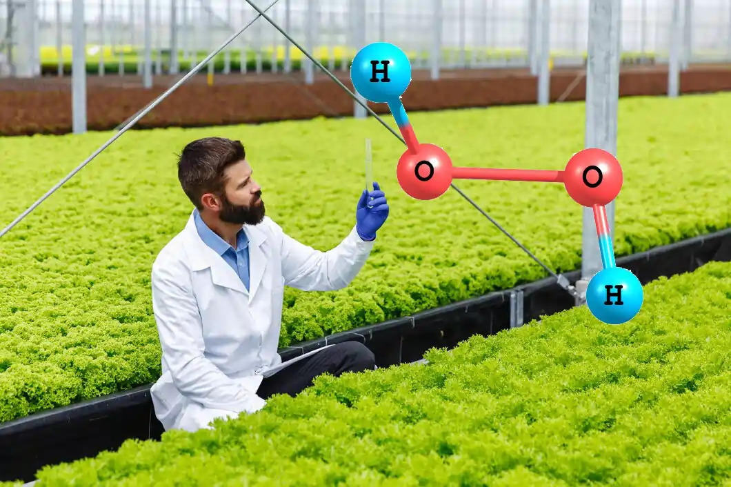 دوز مصرفی پراکسید هیدروژن در گلخانه هیدروپونیک
