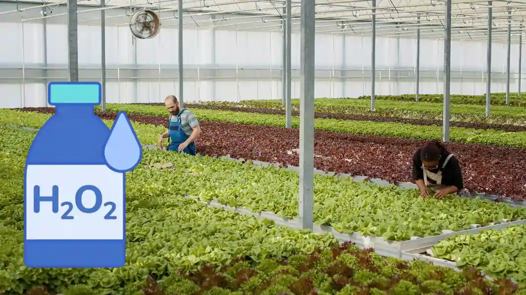 کاربرد هیدروژن پراکسید در کشاورزی بدون خاکورزی