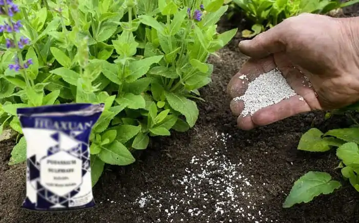 کاربرد کود سولوپتاس