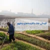 آلودگی خاک کشاورزی