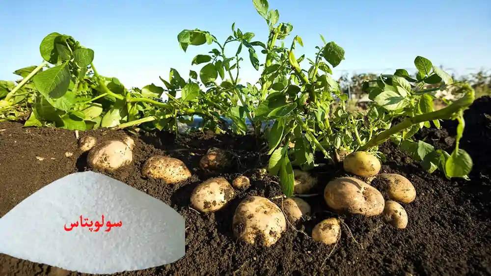 کود سولو پتاس در کشت سیب زمینی