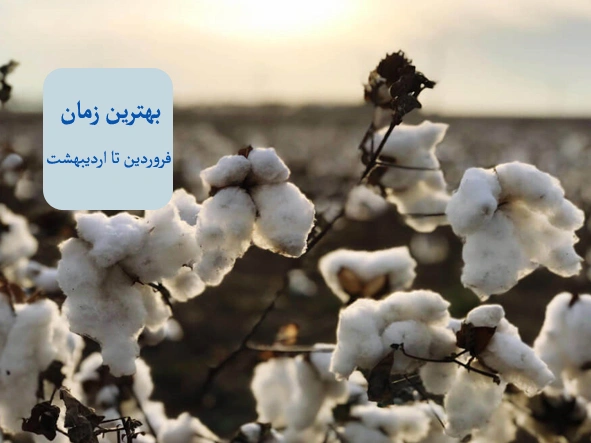 بهترین زمان کاشت پنبه