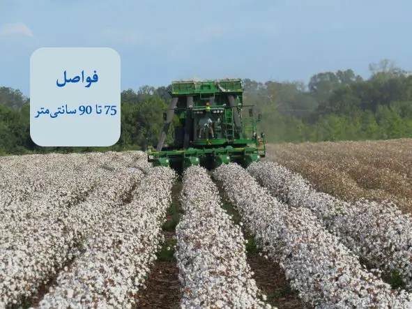 کاشت ردیفی سنتی پنبه