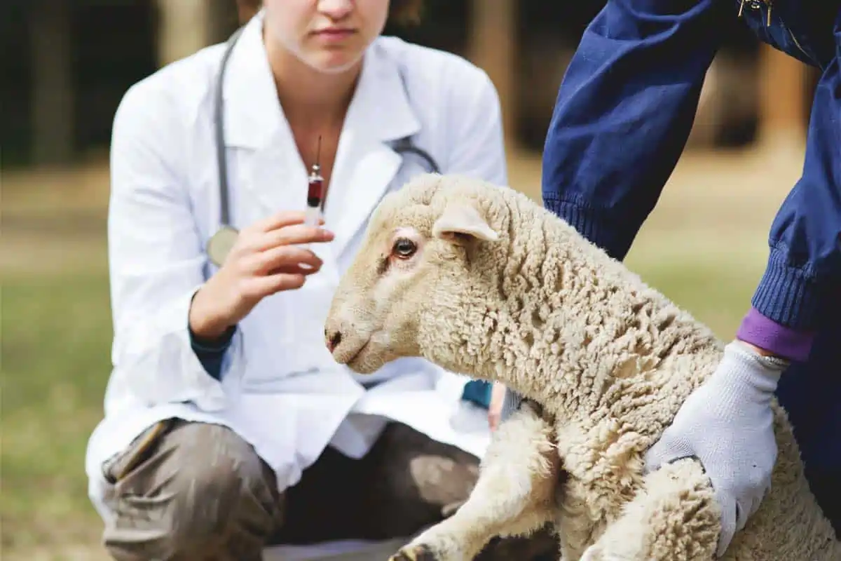 واکسیناسیون بیماری آنتروتوکسمی در بز و گوسفند