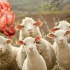 آنتراتوکسمی و براکسی در گوسفند و بز