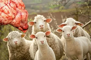 آنتراتوکسمی و براکسی در گوسفند و بز