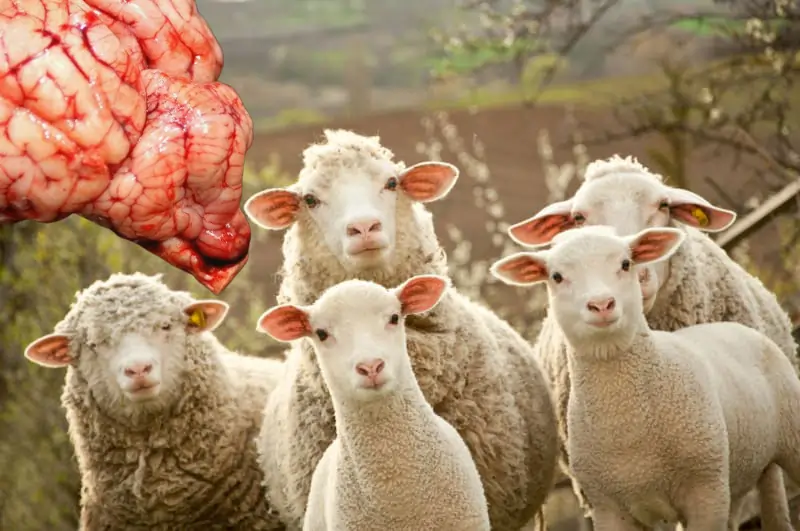 آنتراتوکسمی و براکسی در گوسفند و بز