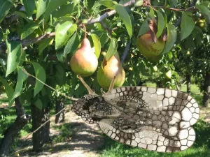 آفت سنگ گلابی در درختان هسته دار