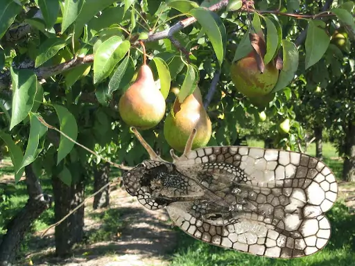 آفت سنگ گلابی در درختان هسته دار