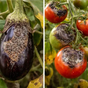 بیماری های گوجه و بادنجان