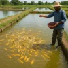 پرورش ماهی آب گرم