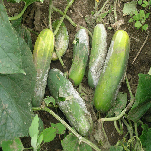 بیماری خیار بر اثر رطوبت بالا