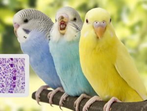 بیماری های پرندگان زینتی