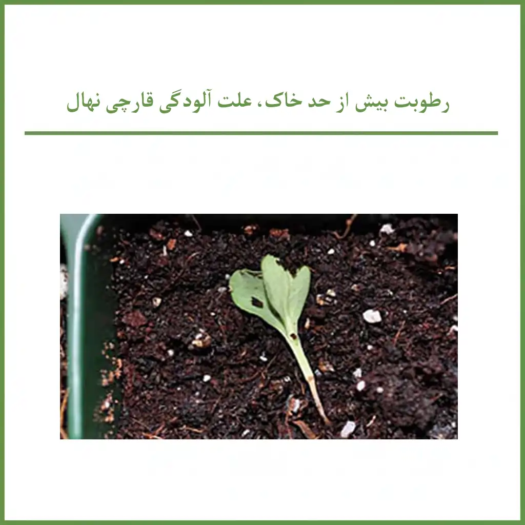 رطوبت بیش از حد خاک: عامل بیماری قارچی نهال و نشا