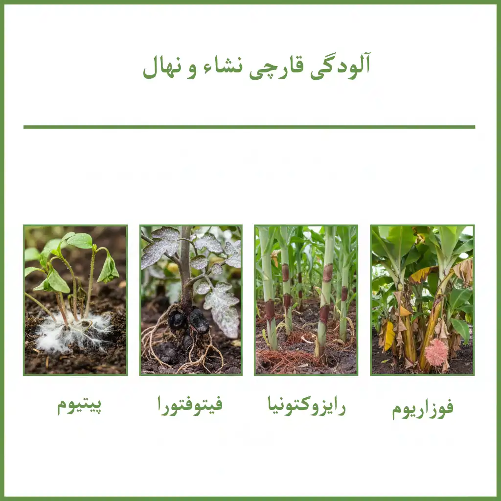 عوامل موثر بر آلودگی قارچی نشا و نهال