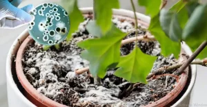 بیماری قارچی نهال و شالی