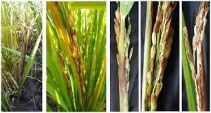 بیماری فوزاریوم برنج