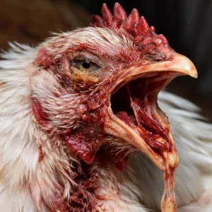 بیماری عفونی لارنگو ترکئیت در پرندگان